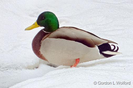 Duck In Snow_DSCF03893.jpg - Mallard Duck (Anas platyrhynchos) photographed at Ottawa, Ontario, Canada.